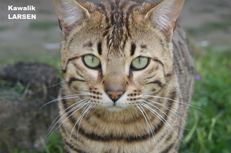 chat bengal rosettes